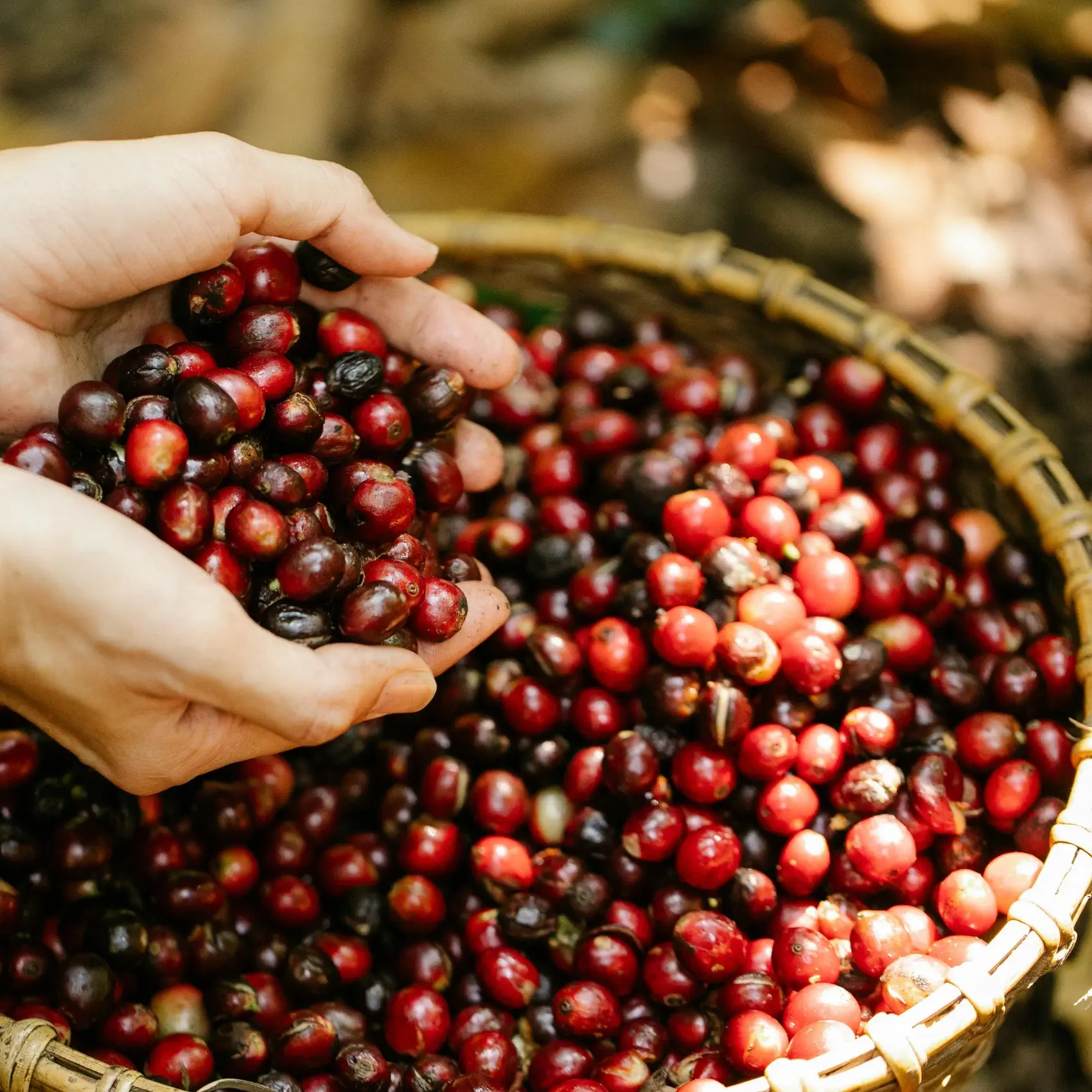 Plantação Fazenda Nhá Chica