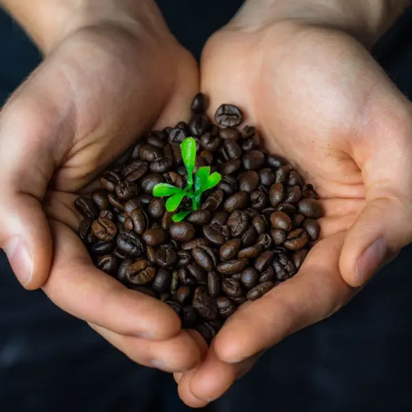 Café Caseiro Arábica Nhá Chica